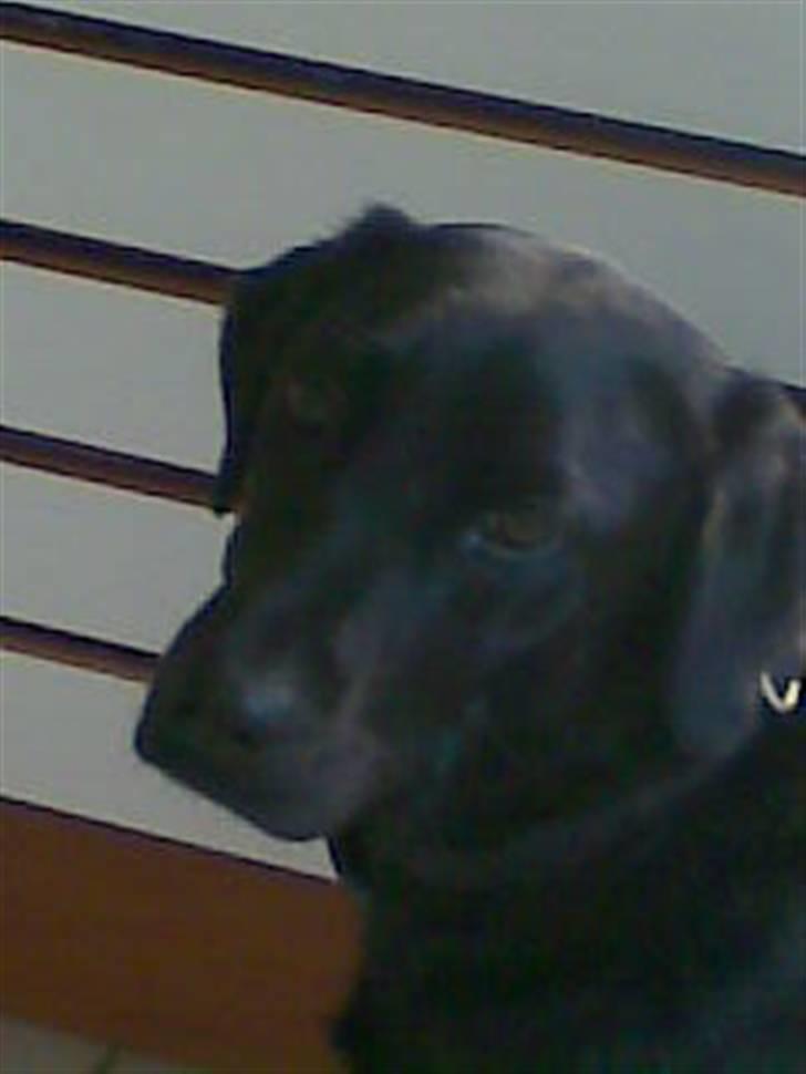 Blanding af racer Smilla billede 1