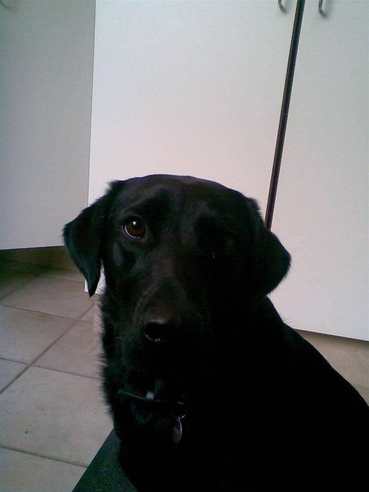 Blanding af racer Smilla billede 2