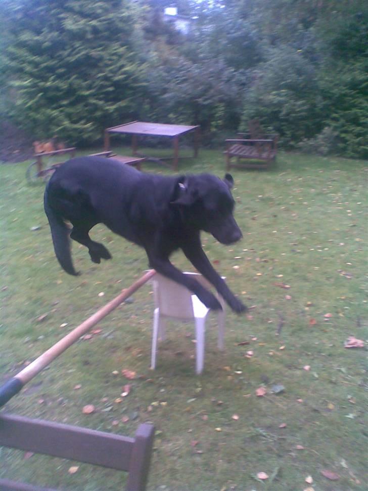 Blanding af racer Smilla billede 3