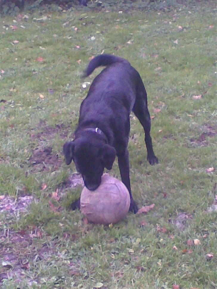 Blanding af racer Smilla billede 9