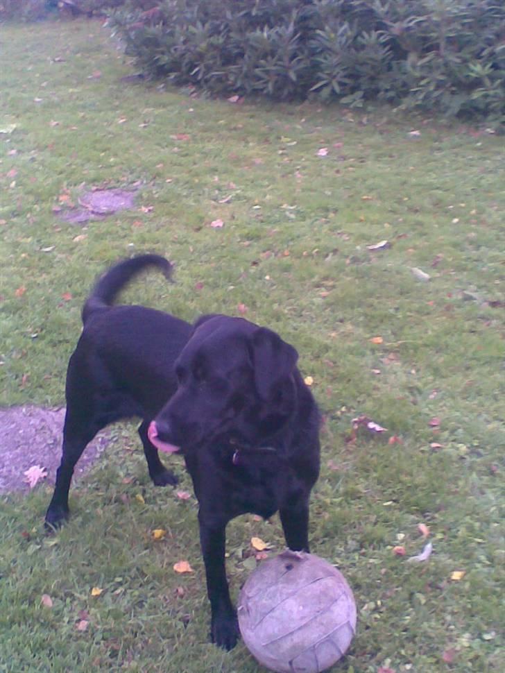 Blanding af racer Smilla billede 10