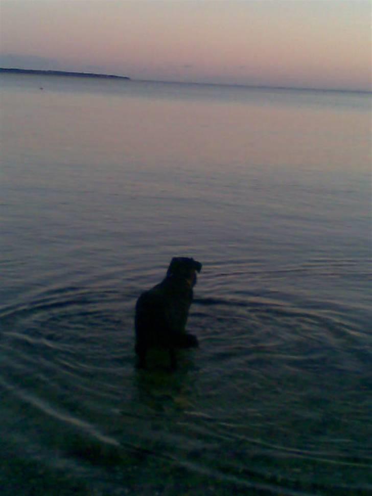 Blanding af racer Smilla billede 12