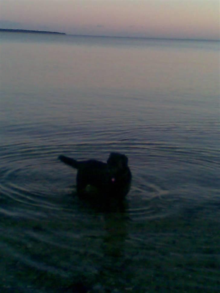 Blanding af racer Smilla billede 13