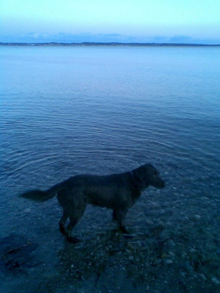 Blanding af racer Smilla billede 14