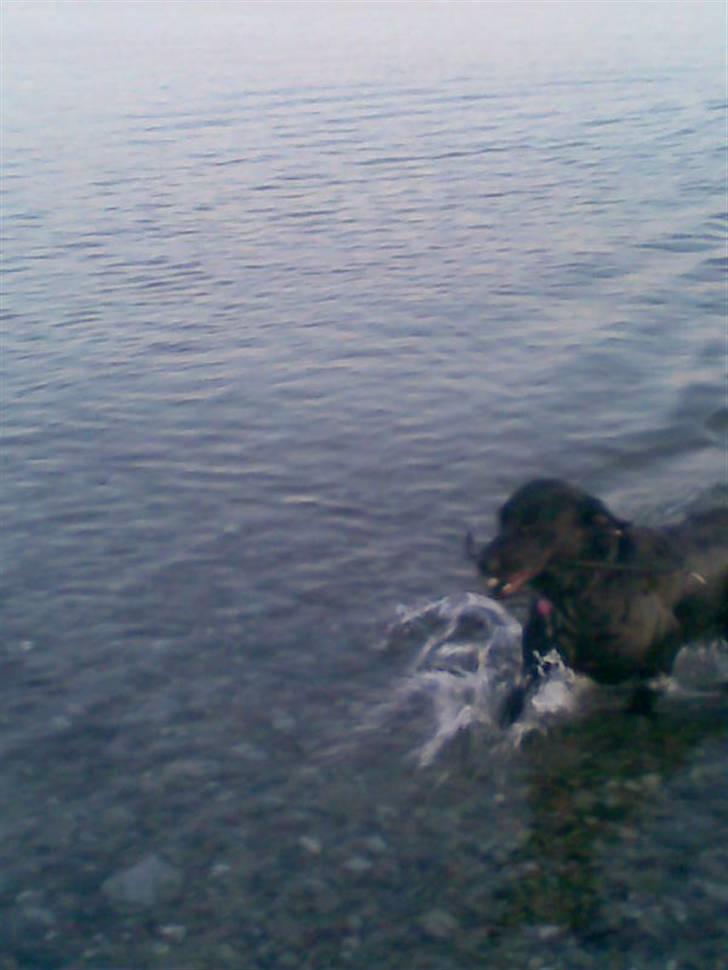 Blanding af racer Smilla billede 15