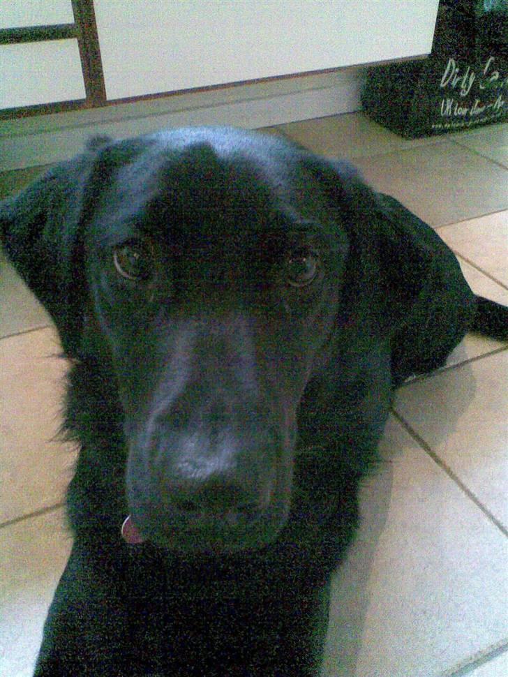 Blanding af racer Smilla billede 17