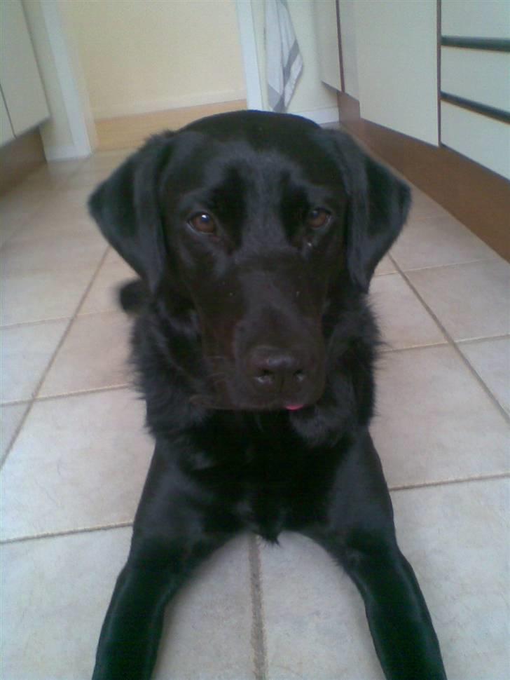 Blanding af racer Smilla billede 18