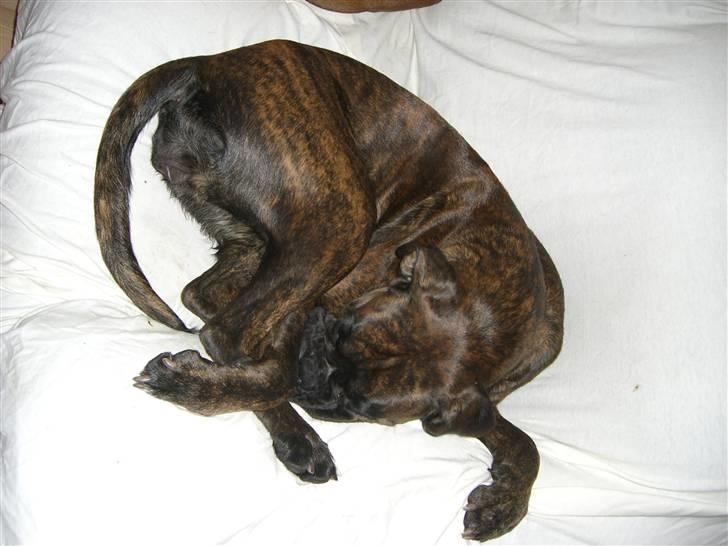 Boxer *Mila* (4/11-07-11/5-09) - Jeg kan fylde næsten ingenting... billede 2