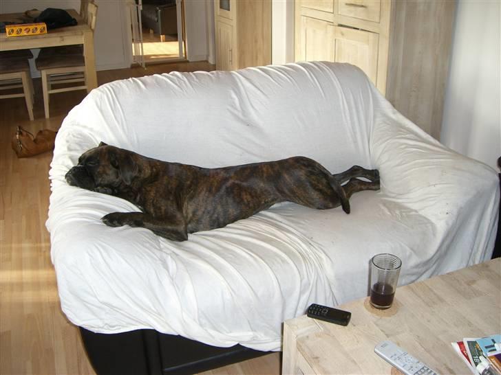 Boxer *Mila* (4/11-07-11/5-09) - Men jeg kan bestemt også godt fylde hele sofaen så der ikke er plads til Felix;-) billede 3
