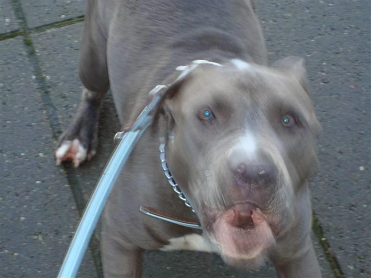 Amerikansk staffordshire terrier gucci - passer på mor billede 4