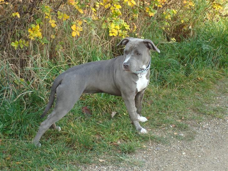 Amerikansk staffordshire terrier gucci billede 5