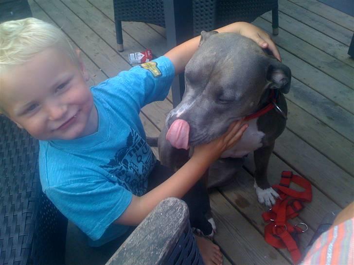 Amerikansk staffordshire terrier gucci - tur på stranden med mor billede 6