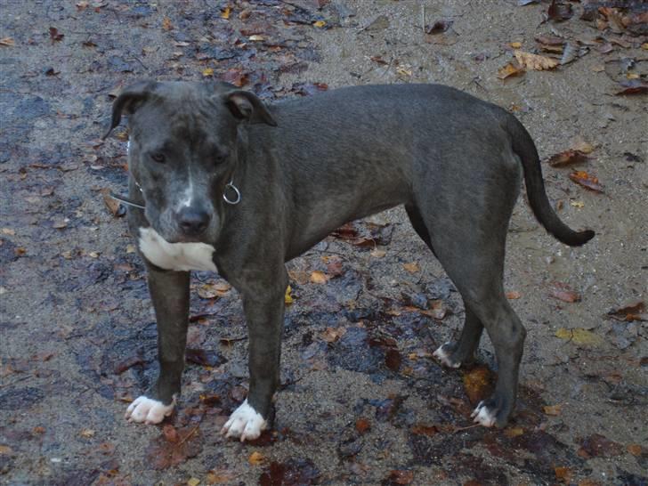 Amerikansk staffordshire terrier gucci - regnvejrs tur billede 7