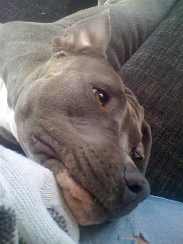 Amerikansk staffordshire terrier gucci - er jeg ikk bare dejlig billede 8