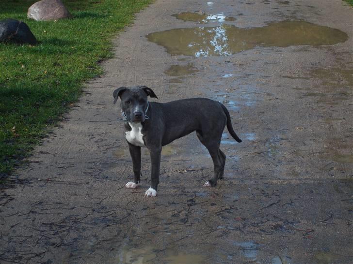 Amerikansk staffordshire terrier gucci - kom så mor jeg vil hjem til kenzo billede 9