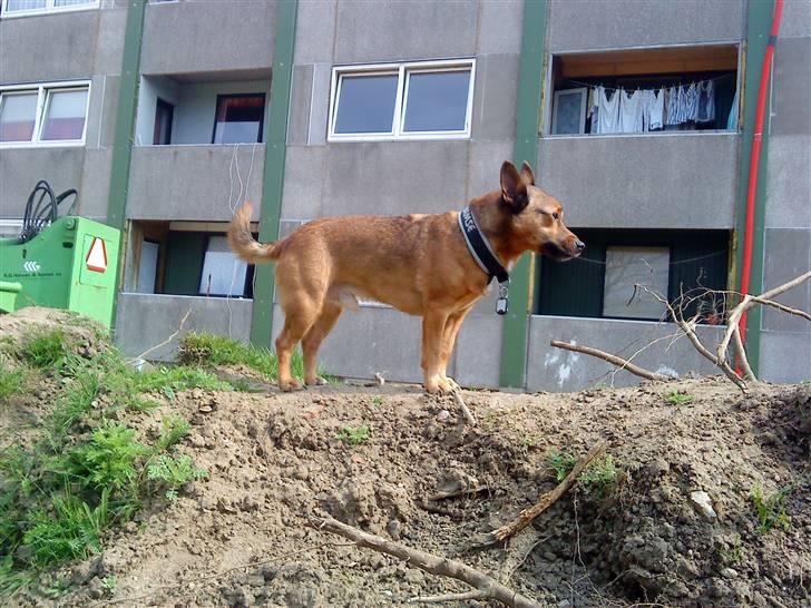 Blanding af racer Bamse - Ude og finde mus.... flot stiling...  billede 1