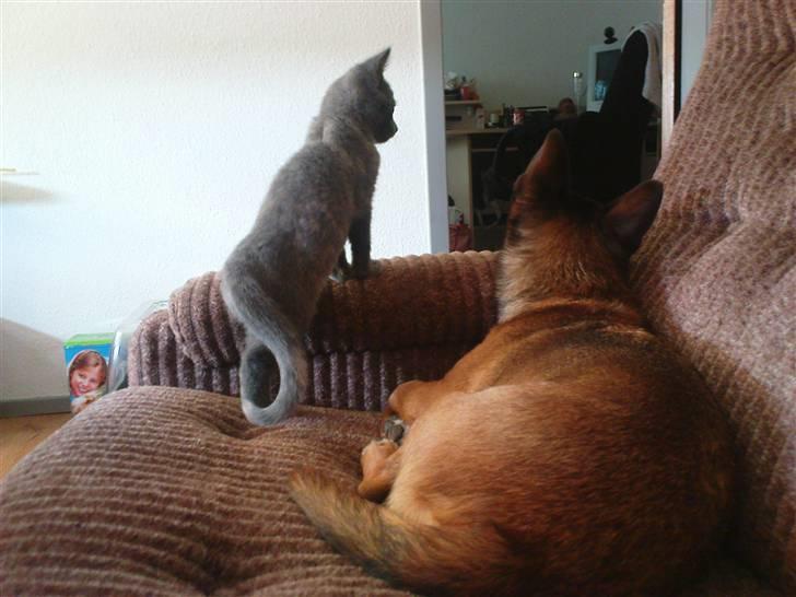 Blanding af racer Bamse - Bamse og Amira.. &quot;hvor skal far hen?&quot; billede 2