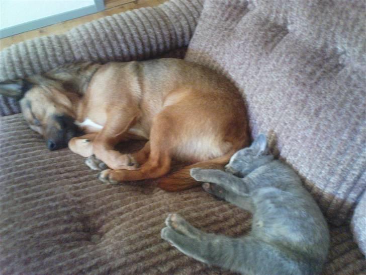 Blanding af racer Bamse - Sover med Amira... billede 3