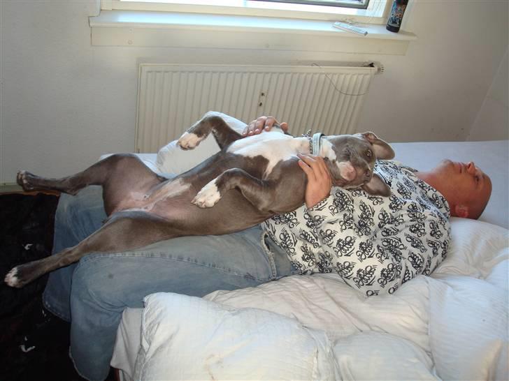 Amerikansk staffordshire terrier gucci billede 10