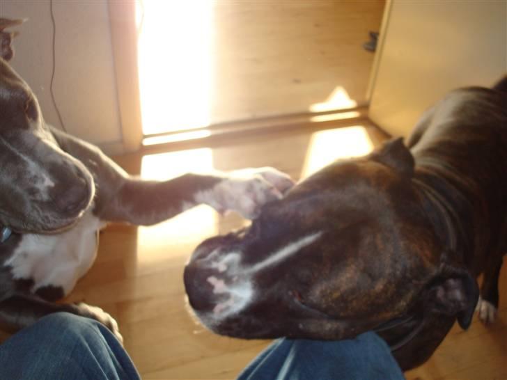 Amerikansk staffordshire terrier gucci billede 11