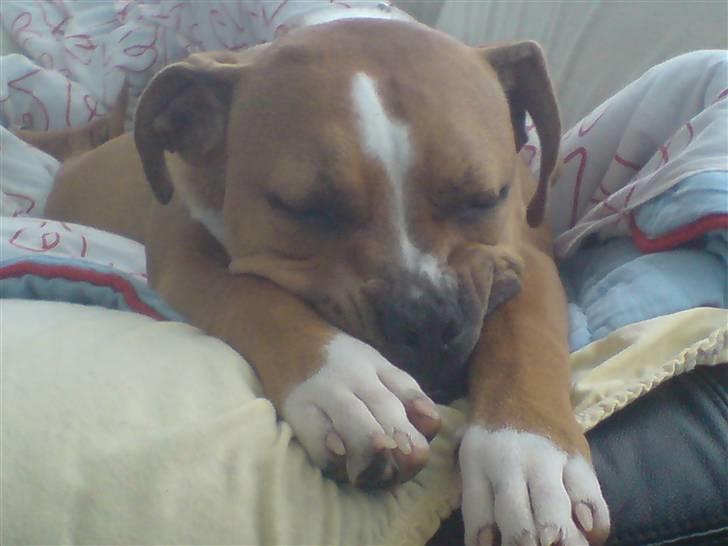 Blanding af racer Mulle billede 2