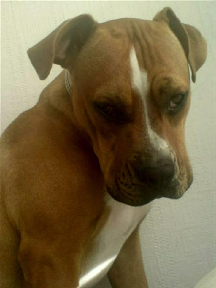 Blanding af racer Mulle billede 3