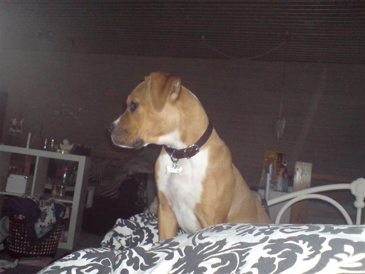 Blanding af racer Mulle billede 4