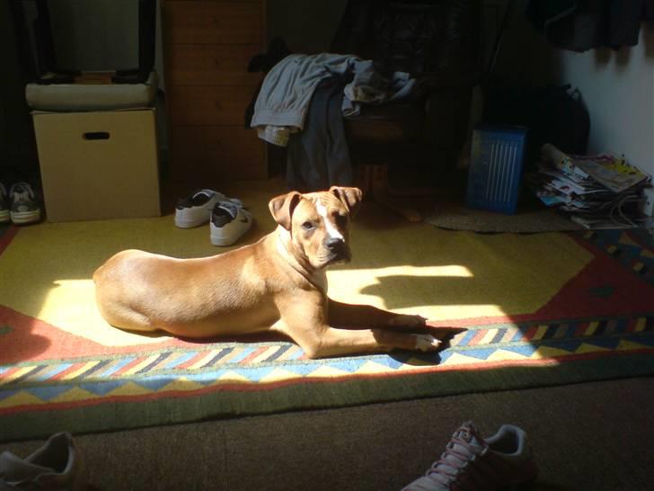 Blanding af racer Mulle billede 5