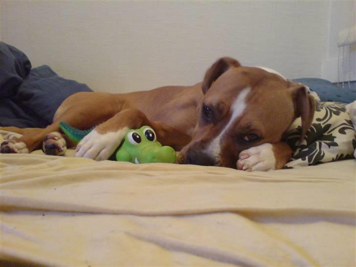 Blanding af racer Mulle billede 6