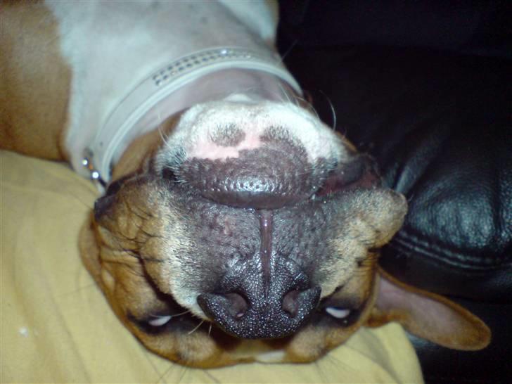 Blanding af racer Mulle billede 7