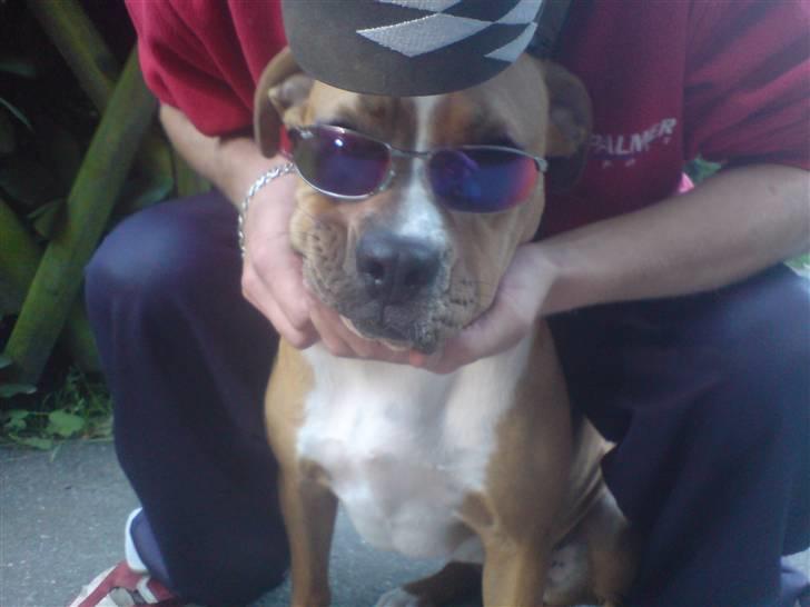 Blanding af racer Mulle billede 8