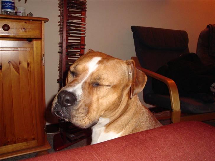 Blanding af racer Mulle billede 9