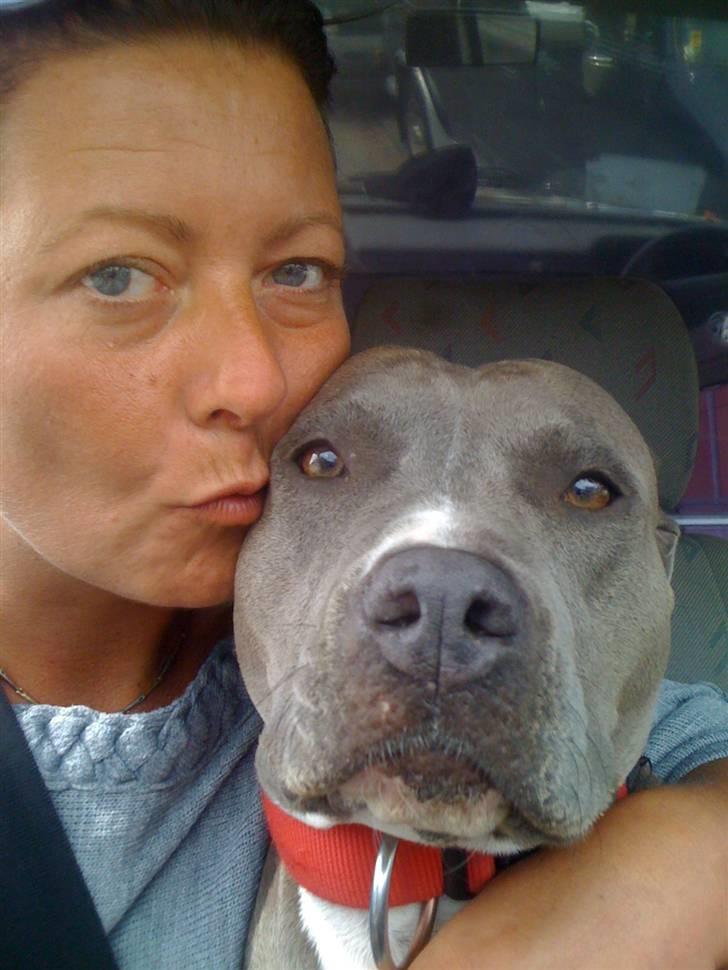 Amerikansk staffordshire terrier gucci billede 12