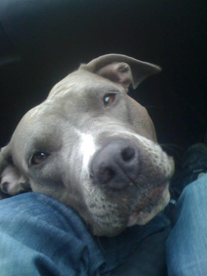 Amerikansk staffordshire terrier gucci billede 13