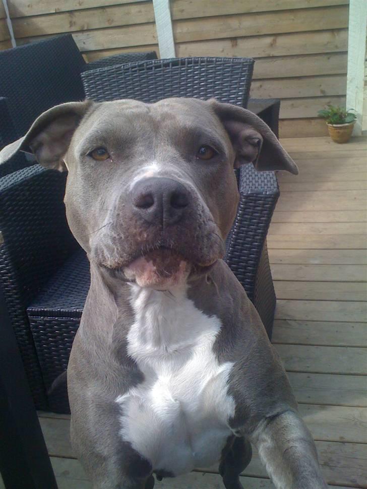 Amerikansk staffordshire terrier gucci billede 14