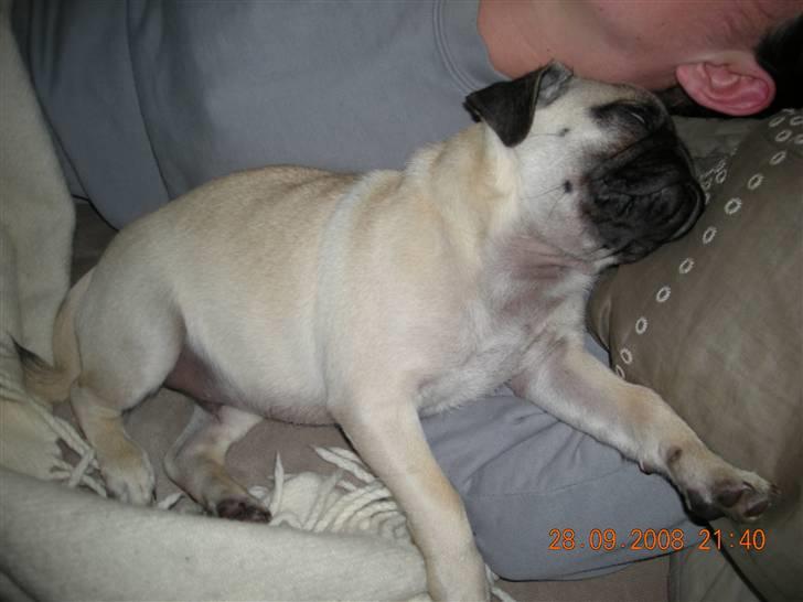 Mops Gustav billede 12