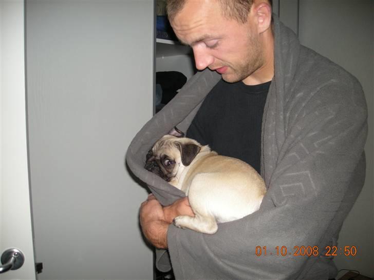 Mops Gustav billede 13