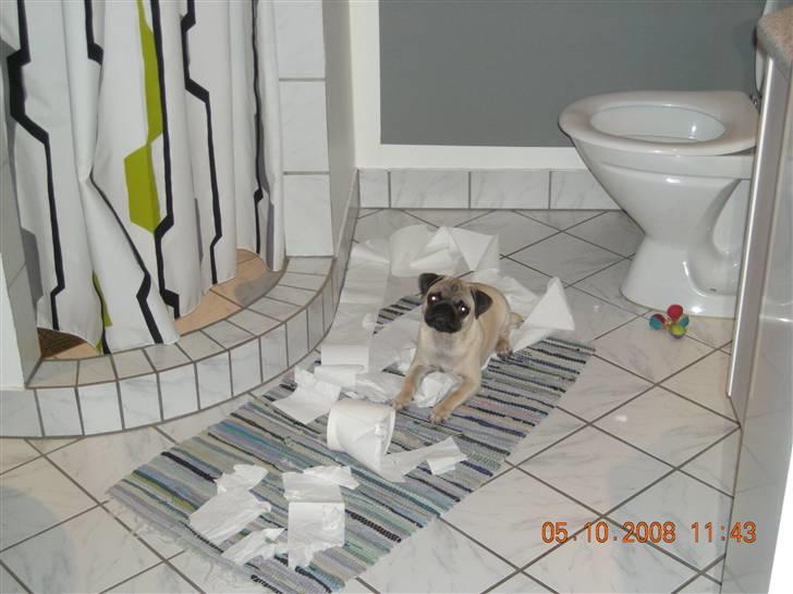 Mops Gustav billede 14