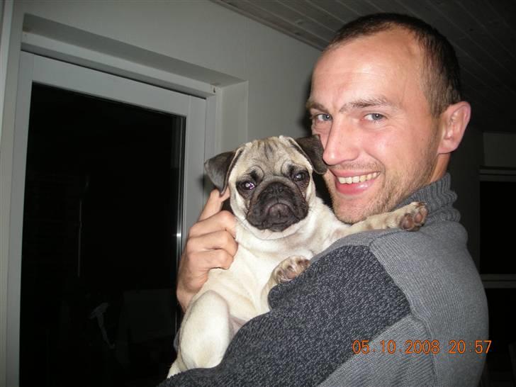 Mops Gustav billede 15