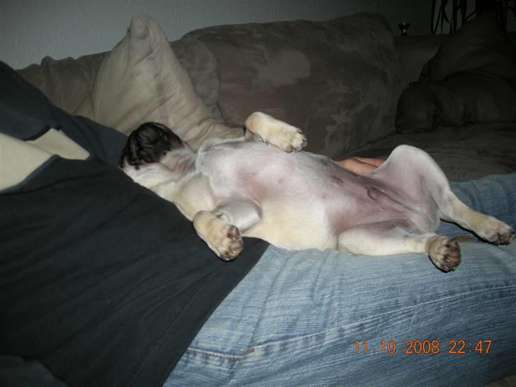 Mops Gustav billede 16