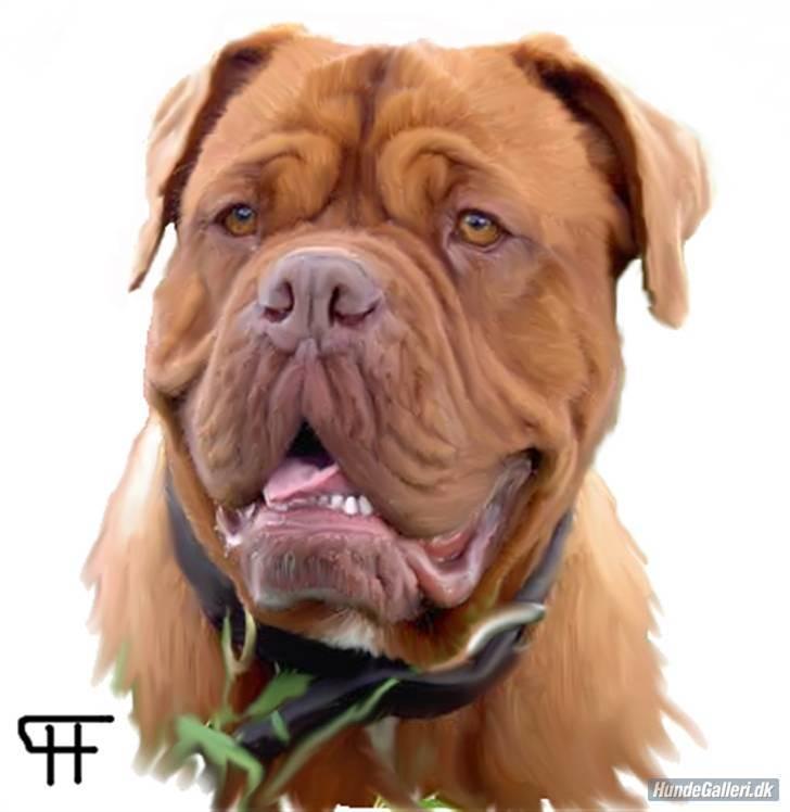 Dogue de bordeaux kaila  billede 16