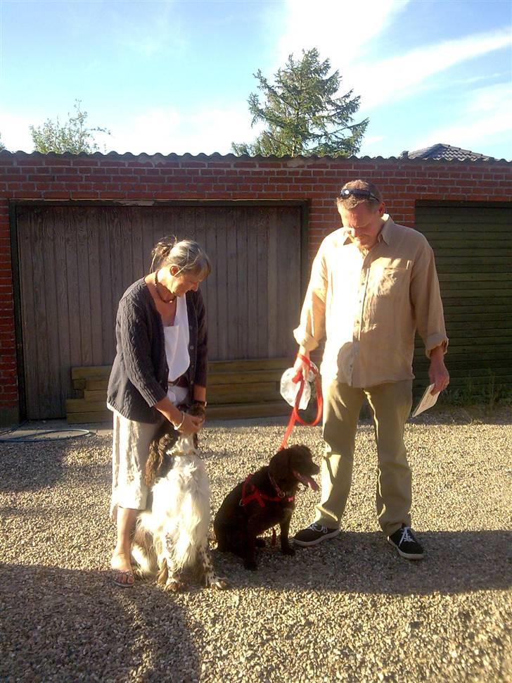 Engelsk springer spaniel sylle - Sylle, oghans nye ejere der er kommet for at hente ham..  :´( billede 7
