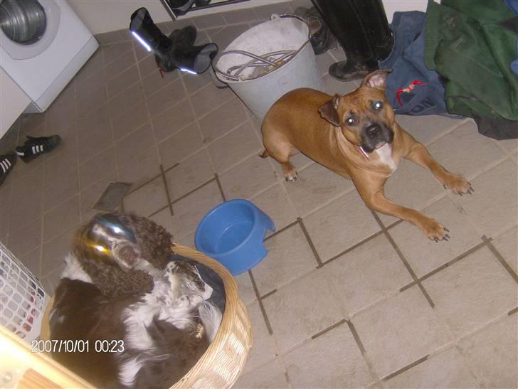 Engelsk springer spaniel sylle - Sylle og Freja xD billede 8