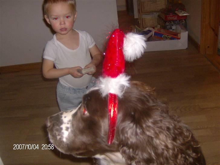 Engelsk springer spaniel sylle - Sylle med julehat på,, billede 9