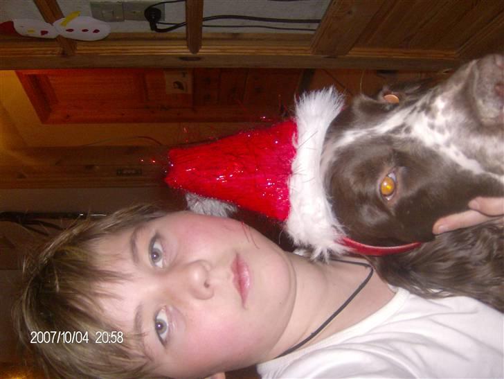 Engelsk springer spaniel sylle billede 10