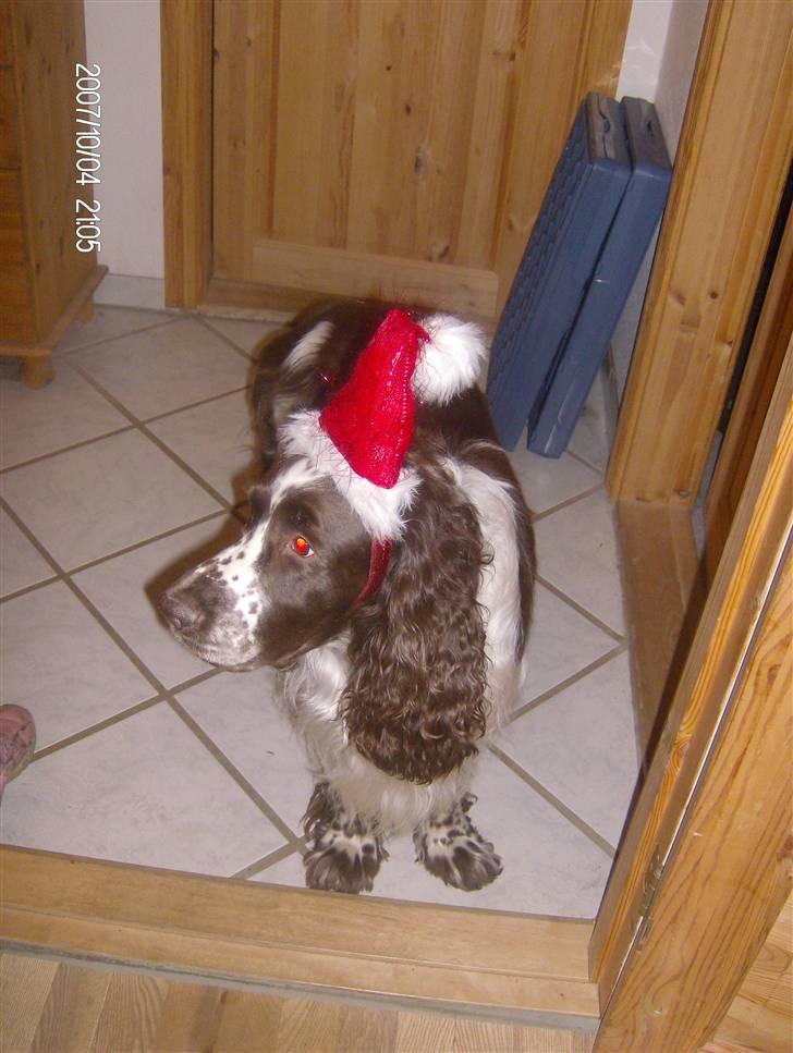 Engelsk springer spaniel sylle - Kigger xD <33 billede 11