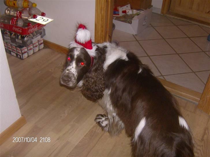 Engelsk springer spaniel sylle - Fordi jeg elsker dig! <33 billede 12