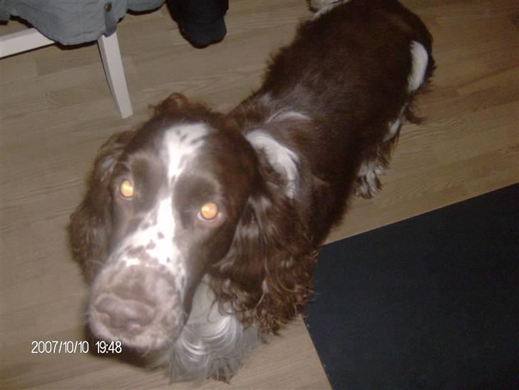 Engelsk springer spaniel sylle - Kiig op basse xD billede 13