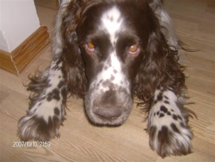 Engelsk springer spaniel sylle - Haha billede 14