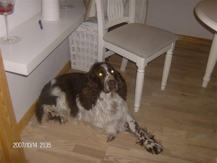 Engelsk springer spaniel sylle - Så er det vidst tid til at slappe af.. :* billede 15
